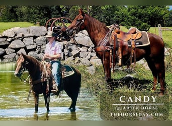 American Quarter Horse, Mare, 8 years, 14 hh, Chestnut