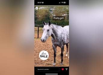 American Quarter Horse, Mare, 8 years, 14 hh, Grey-Dapple