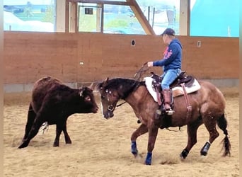 American Quarter Horse, Mare, 8 years, 14,1 hh, Chestnut-Red