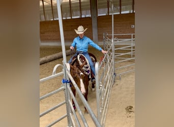 American Quarter Horse, Mare, 8 years, 14,1 hh, Chestnut-Red