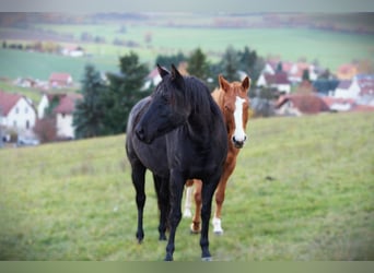 American Quarter Horse, Mare, 8 years, 14,1 hh, Smoky-Black