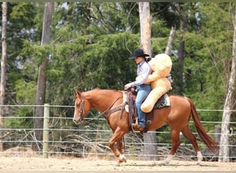 American Quarter Horse, Mare, 8 years, 14,1 hh, Sorrel