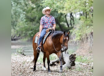 American Quarter Horse, Mare, 8 years, 14,2 hh, Bay