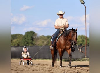 American Quarter Horse, Mare, 8 years, 14,2 hh, Bay