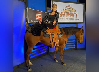 American Quarter Horse, Mare, 8 years, 14,2 hh, Bay