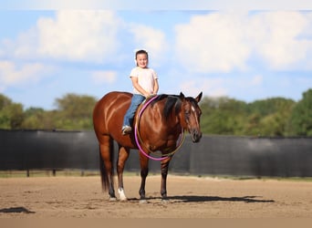 American Quarter Horse, Mare, 8 years, 14,2 hh, Bay
