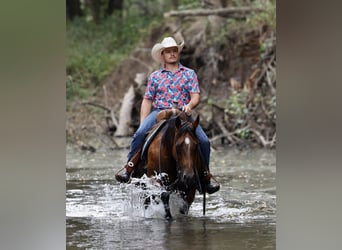 American Quarter Horse, Mare, 8 years, 14,2 hh, Bay
