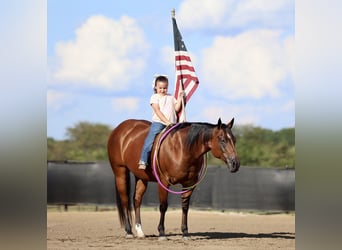 American Quarter Horse, Mare, 8 years, 14,2 hh, Bay