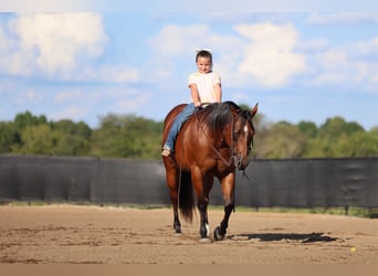 American Quarter Horse, Mare, 8 years, 14,2 hh, Bay