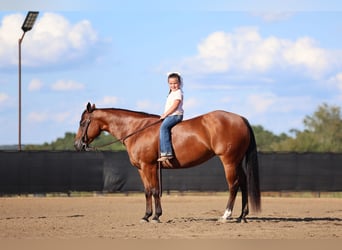 American Quarter Horse, Mare, 8 years, 14,2 hh, Bay