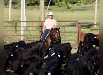 American Quarter Horse, Mare, 8 years, 14,2 hh, Bay