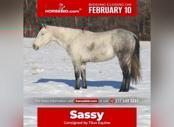 American Quarter Horse, Mare, 8 years, 14,2 hh, Gray