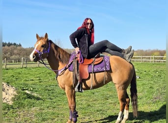 American Quarter Horse, Mare, 8 years, 14,2 hh, Red Dun