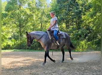 American Quarter Horse, Mare, 8 years, 14,2 hh, Roan-Blue