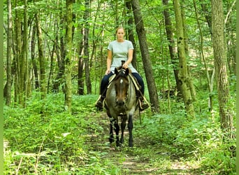 American Quarter Horse, Mare, 8 years, 14,2 hh, Roan-Blue