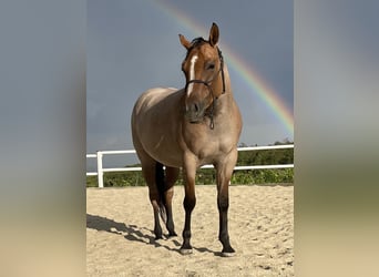 American Quarter Horse, Mare, 8 years, 14,2 hh, Roan-Red