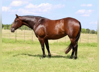 American Quarter Horse, Mare, 8 years, 14,3 hh, Bay