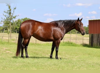 American Quarter Horse, Mare, 8 years, 14,3 hh, Bay