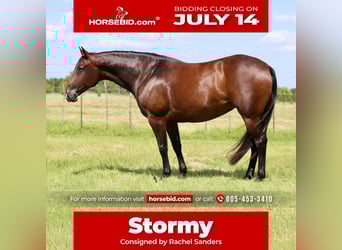 American Quarter Horse, Mare, 8 years, 14,3 hh, Bay