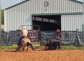 American Quarter Horse, Mare, 8 years, 14,3 hh, Buckskin