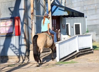 American Quarter Horse, Mare, 8 years, 14,3 hh, Buckskin