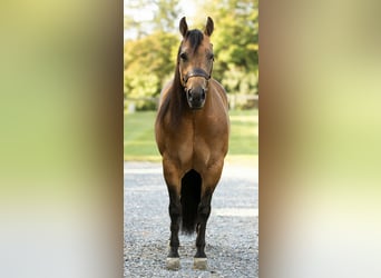 American Quarter Horse, Mare, 8 years, 14,3 hh, Buckskin
