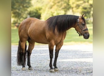 American Quarter Horse, Mare, 8 years, 14,3 hh, Buckskin