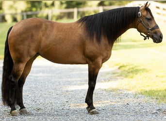 American Quarter Horse, Mare, 8 years, 14,3 hh, Buckskin