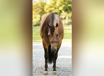 American Quarter Horse, Mare, 8 years, 14,3 hh, Buckskin