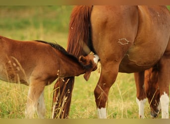 American Quarter Horse, Mare, 8 years, 14,3 hh, Chestnut-Red