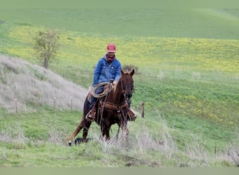 American Quarter Horse, Mare, 8 years, 14,3 hh, Chestnut