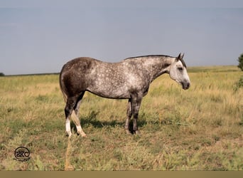 American Quarter Horse, Mare, 8 years, 14,3 hh, Grey