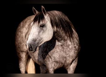 American Quarter Horse, Mare, 8 years, 14,3 hh, Grey