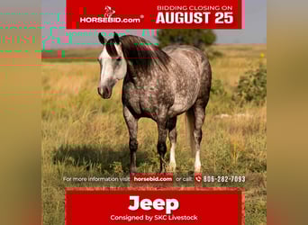 American Quarter Horse, Mare, 8 years, 14,3 hh, Grey