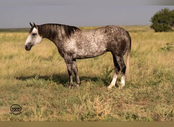 American Quarter Horse, Mare, 8 years, 14,3 hh, Grey