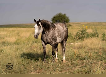 American Quarter Horse, Mare, 8 years, 14,3 hh, Grey