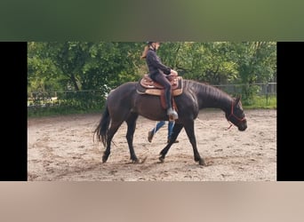 American Quarter Horse, Mare, 8 years, 15.1 hh, Black