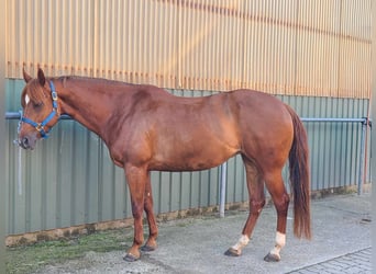 American Quarter Horse, Mare, 8 years, 15,1 hh, Chestnut-Red