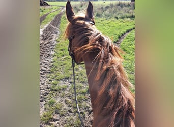 American Quarter Horse, Mare, 8 years, 15,1 hh, Chestnut