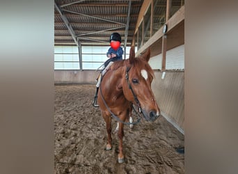 American Quarter Horse, Mare, 8 years, 15,1 hh, Chestnut