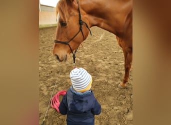 American Quarter Horse, Mare, 8 years, 15,1 hh, Chestnut