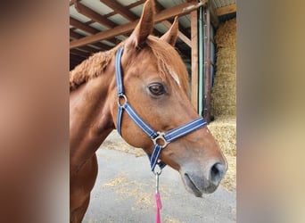 American Quarter Horse, Mare, 8 years, 15,1 hh, Chestnut