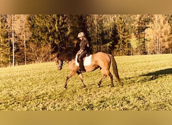 American Quarter Horse, Mare, 8 years, 15.1 hh