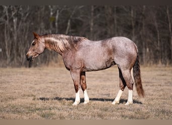 American Quarter Horse, Mare, 8 years, 15.1 hh, Roan-Red