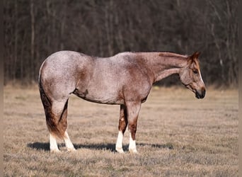 American Quarter Horse, Mare, 8 years, 15.1 hh, Roan-Red