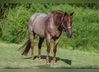 American Quarter Horse, Mare, 8 years, 15.1 hh, Roan-Red