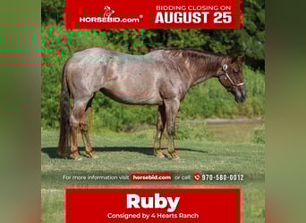 American Quarter Horse, Mare, 8 years, 15.1 hh, Roan-Red