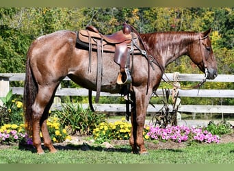American Quarter Horse, Mare, 8 years, 15.1 hh, Roan-Red