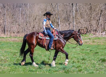 American Quarter Horse, Mare, 8 years, 15.2 hh, Bay