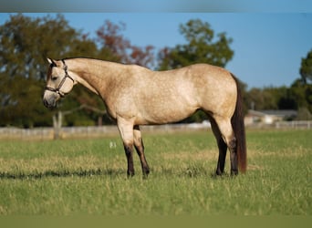 American Quarter Horse, Mare, 8 years, 15.2 hh, Buckskin